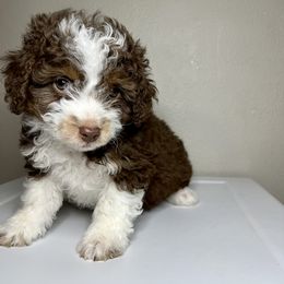 Cupid - Aussiedoodle puppy in Effingham County, Illinois from Bar K Aussiedoodles