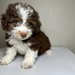Cupid - Aussiedoodle puppy in Effingham County, Illinois from Bar K Aussiedoodles