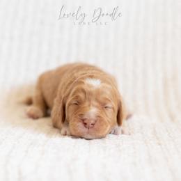 Green Collar Boy - Caramel cream male Australian Labradoodle puppy in Thousand Oaks, California from Lovely Doodle Lane