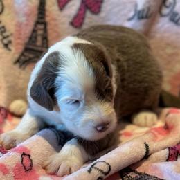 PUDDING - Fawn and white female Sheepadoodle puppy in Riverside, California from Downtown Doodles & Frenchies