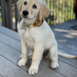 Golden Retriever All Grown Up from Winters Goldens