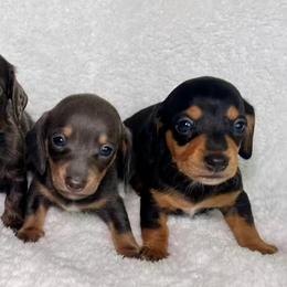 Dachshunds from Mini Dachshund Pups LB