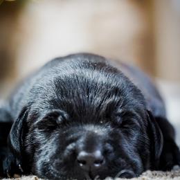 Labrador Retriever Puppies from Mid-Columbia Labradors
