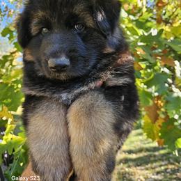 German Shepherd Puppies from Rosewood German Shepherds