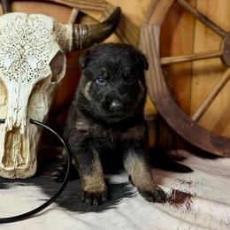 Slate - Bi-color male German Shepherd puppy in Beech Grove, Arkansas from Ze Zadnich lesu