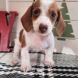 Ruby - Piebald female Dachshund puppy in Goodman, Missouri from Jessica's Dashing Dachsunds and Chihuahuas