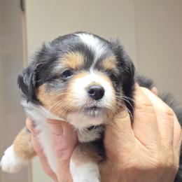 ASDR 2 Blue's Fortune Cookie - Black tri female Toy Australian Shepherd puppy in Tremont, Tennessee from 2 Blue Toy Aussies
