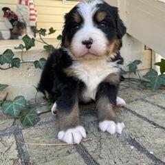 Gobbler - Black rust and white male Bernese Mountain Dog puppy in Fountain, North Carolina from Stargirl Bernese Mountain Dogs