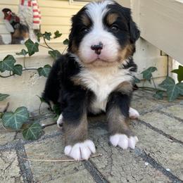 Gobbler - Black rust and white male Bernese Mountain Dog puppy in Fountain, North Carolina from Stargirl Bernese Mountain Dogs