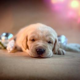 Quake - Yellow male Labrador Retriever puppy in Isle, Minnesota from Dog Ear Outfitters