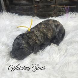 Whiskey Sour - Black and tan male Cockapoo puppy in Mancelona, Michigan from Lavender poodles & doodles