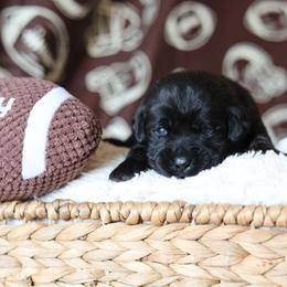 Male one - Black male Labrador Retriever puppy in Williamston, Sc, South Carolina from Dutton Dog Co & Dalla Grazia Doberman