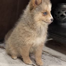 Aretha - Wolf sable female Pomsky puppy in Gunter, Texas from The Painted Pomsky