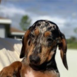 Dachshunds from Niki Humphries' Dachshunds