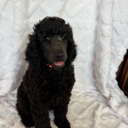 Red Boy - Black male Poodle puppy in Breckenridge, Texas from Cates Standard Poodles