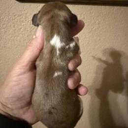Puppy 5 - Dapple female Dachshund puppy in Riverside, California from Saddle Up Dachshunds