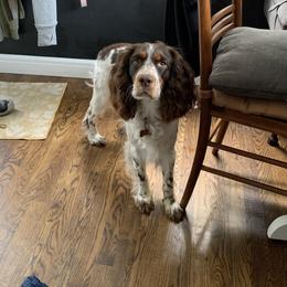 English Springer Spaniel Puppies from RoseMarie James Springer Spaniels