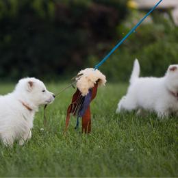 Orange collar - White female Berger Blanc Suisse puppy in Chestnut, Illinois from Fireside Fernweh