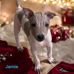 Jamie - Red and white male American Hairless Terrier puppy in Buckingham, Illinois from Gaus Hof