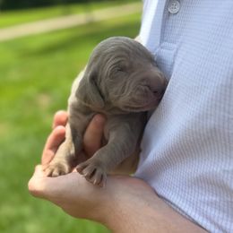 Beau - Silver gray male Weimaraner puppy in Magee, Mississippi from Southern Magnolia Weimaraners