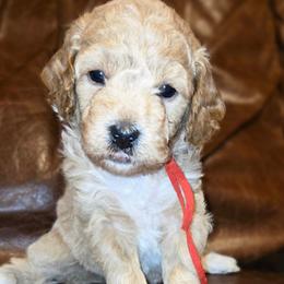 Red Boy - Parti male Goldendoodle puppy in Coppell, Texas from Bethel Stream Goldendoodles