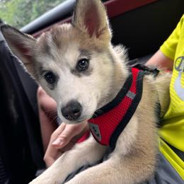 Misty - Wolf sable female Pomsky puppy in Venus, Pennsylvania from Hemlock Pines Pomsky