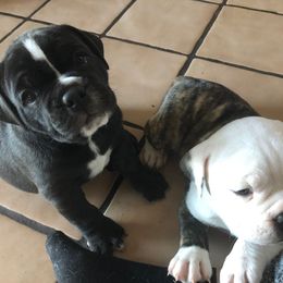 Olde English Bulldogge Puppies from Gods Of Olympus Bulldogges