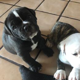 Olde English Bulldogge Puppies from Gods Of Olympus Bulldogges