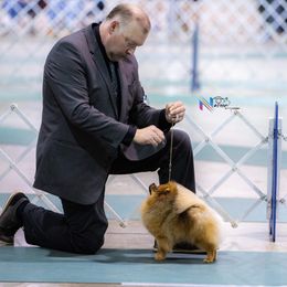 Benny - Pomeranian