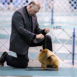 Benny - Pomeranian