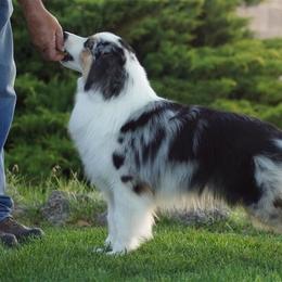 Bingo - Miniature American Shepherd