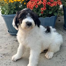 Rose - Black and white female Sheepadoodle puppy in Watford City, North Dakota from Smith Acres Doodles