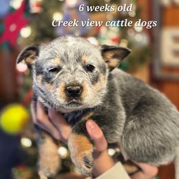 Girl 1 - Blue female Australian Cattle Dog puppy in Monroe, North Carolina from Creek View Cattle Dogs