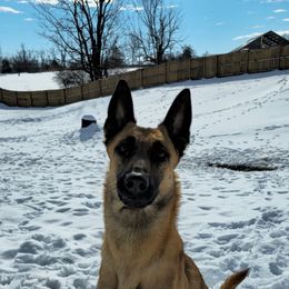 Belgian Malinois Puppies from S & S Kennel