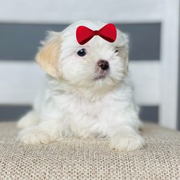 Girl 2 - Cream and white female Shih Tzu puppy in Seguin, Texas from Dolled Up Shih Tzus