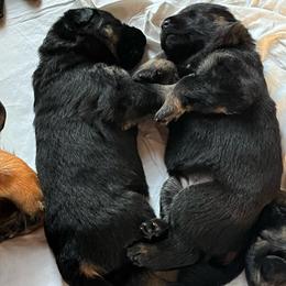 Blue Collar - Black and red male German Shepherd puppy in Saint Charles, Missouri from Lowemond German Shepherds