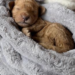 Crumpet - Red male Cavapoo puppy in Tolono, Illinois from The Golden Rule Doodles
