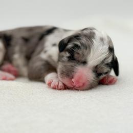 Prissy - Blue merle female Bernedoodle puppy in Bellville, Ohio from Bernedoodle Buddies