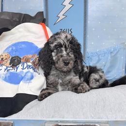 Zeus - Merle male Labradoodle puppy in Kingston, Georgia from CC Familydoodles