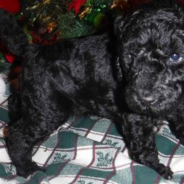 Poodle Puppies from Painted Sunset Kennels