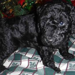 Poodle Puppies from Painted Sunset Kennels