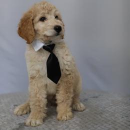 Oliver - Apricot male Goldendoodle puppy in Apopka, Florida from Rae Precious Puppies