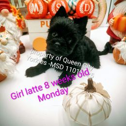 LATTE - Black and tan female Yorkshire Terrier puppy in Charlotte, North Carolina from Queen City Yorkies