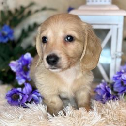 Bruh - Cream male Dachshund puppy in Lakeland, Florida from Buckwild Doxies