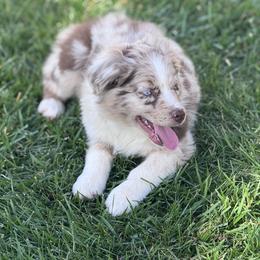 Rainer - Red merle male Miniature Australian Shepherd puppy in California from Eagle River Aussies