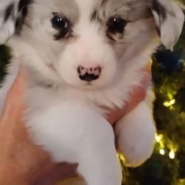 Girl fluffy blue merle - Blue merle and white female Cardigan Welsh Corgi puppy in Las Vegas, Nevada from Victory Crown