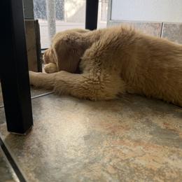 Golden Retriever Puppies from Star Raised Goldens