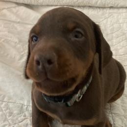Doberman Pinscher puppies from The Defender Farm