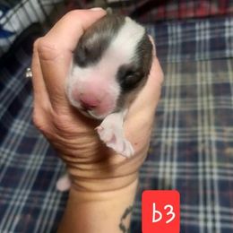 Boy 3 - Fawn male Anatolian Pyrenees puppy in Farmersville, Texas from Up Shinn Creek