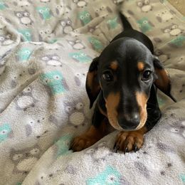 Boy 5 - Black and tan Dachshund puppy in Silver Springs, Florida from DeMarsh's Dachshunds